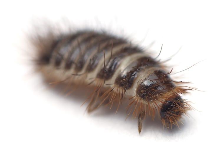 Identifying Carpet Beetle Larvae in Your Home