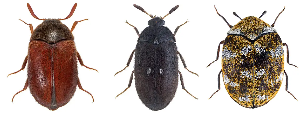Identifying Carpet Beetles and Larvae