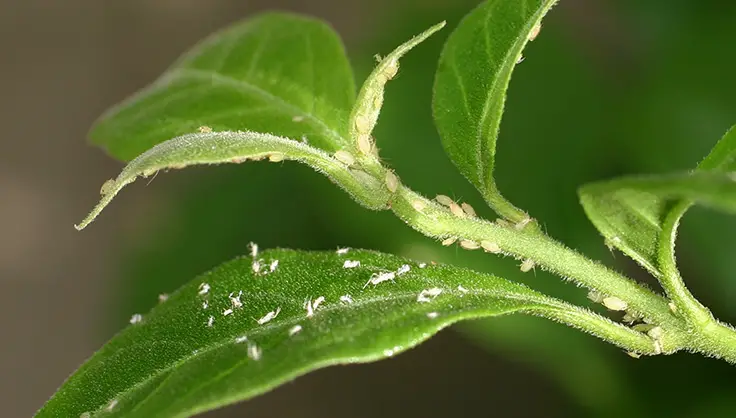 Natural Ways to Eliminate Common Houseplant Pests