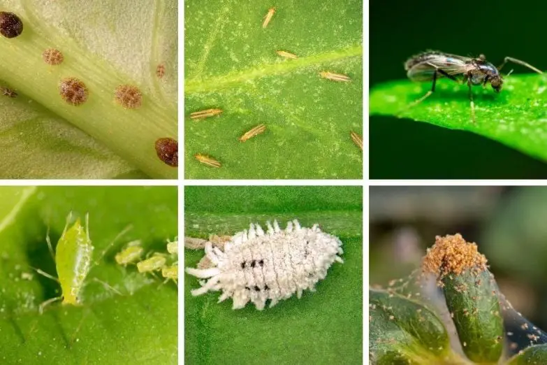 Preventing Future Outbreaks of Common Houseplant Pests