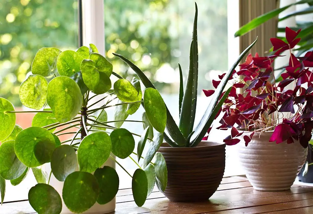 Tips for Growing Healthy Indoor Plants