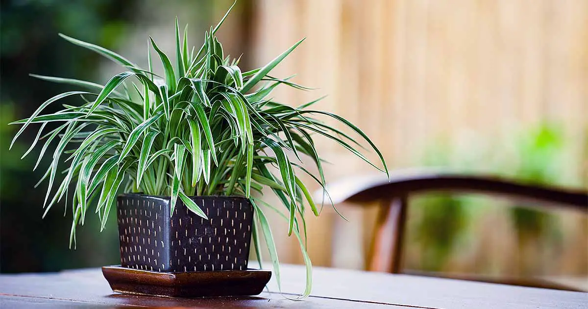 Tips for Plant Care and Maintenance