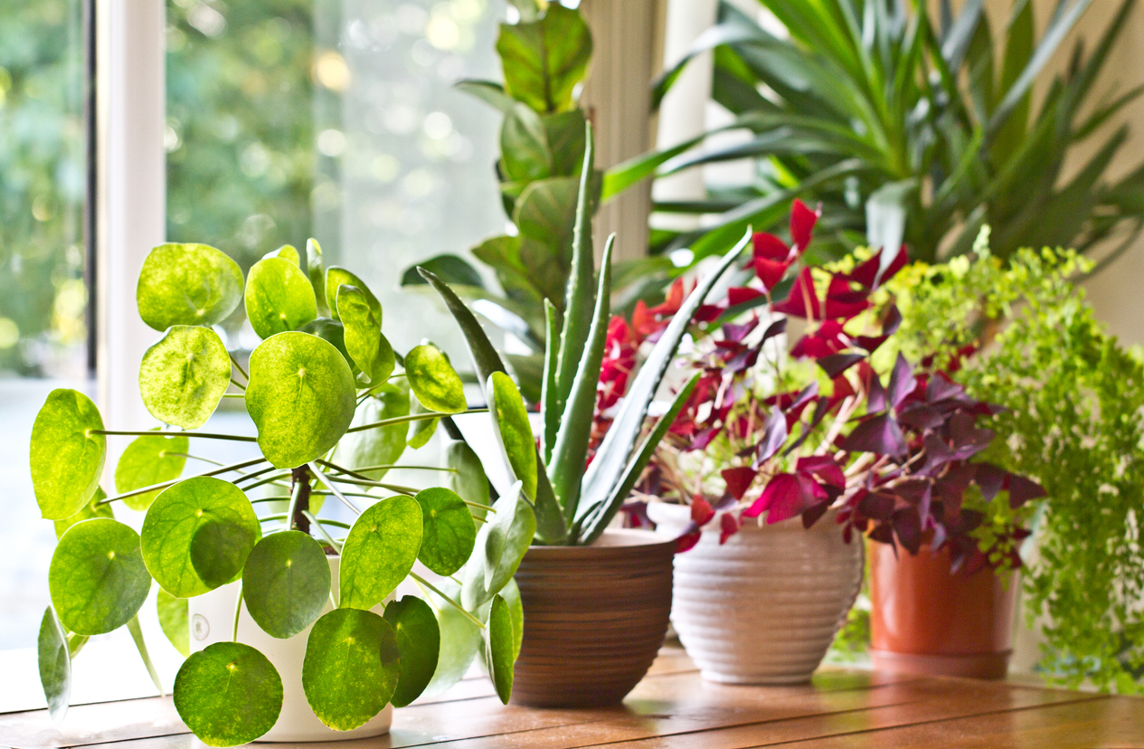 What are Houseplant Trends