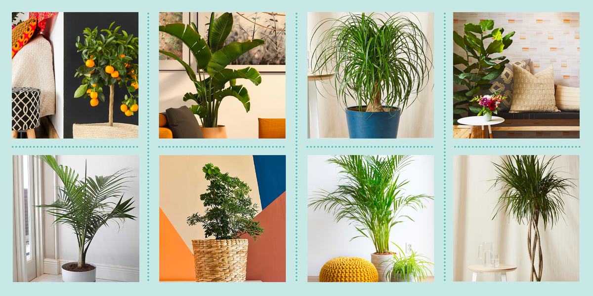 What are the top 5 indoor plant