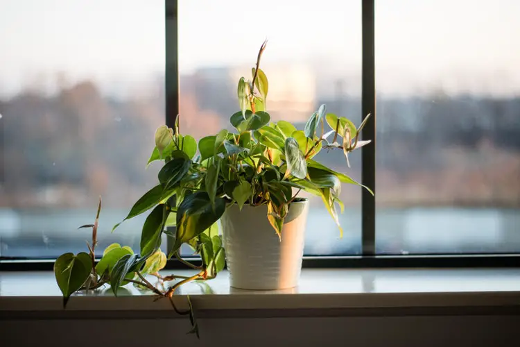 How Do You Keep Plants Alive While Away DIY