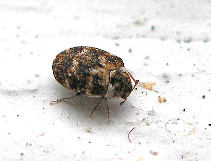 how to get rid of carpet beetle larvae naturally uk