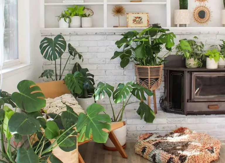 How to Pick a Planter to Make Your Plant Look Amazing