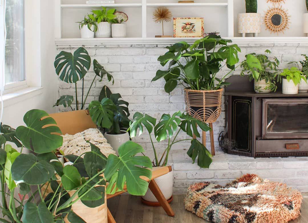 how-to-pick-a-planter-to-make-your-plant-look-amazing