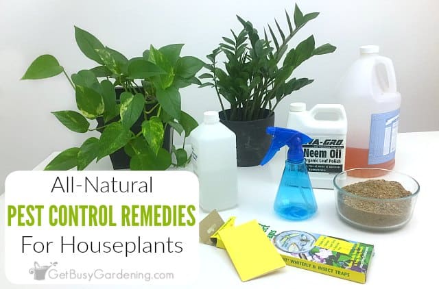What is the Best Home Remedy For Bugs on Plants?