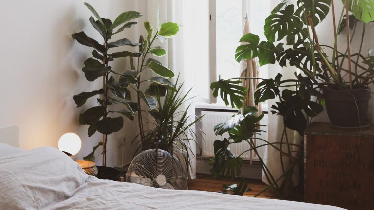 Which plant is good for indoor room?