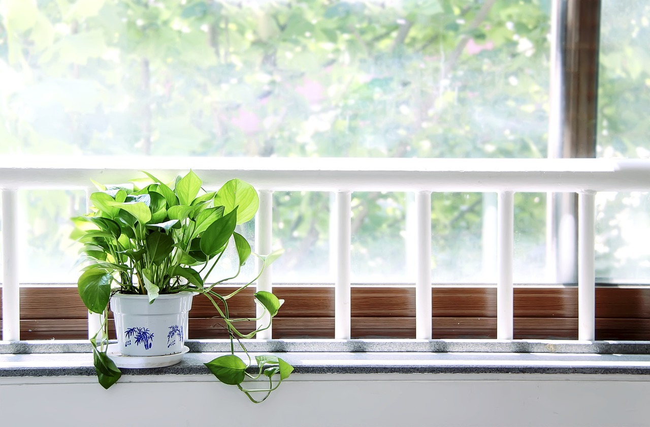 Adequate Lighting Requirements for Indoor Plants