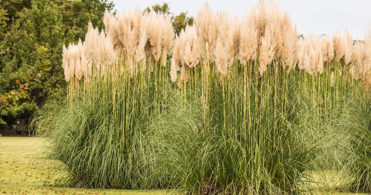 Benefits of Growing Miscanthus