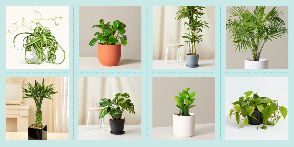 Choosing the Right Plant for Your Home