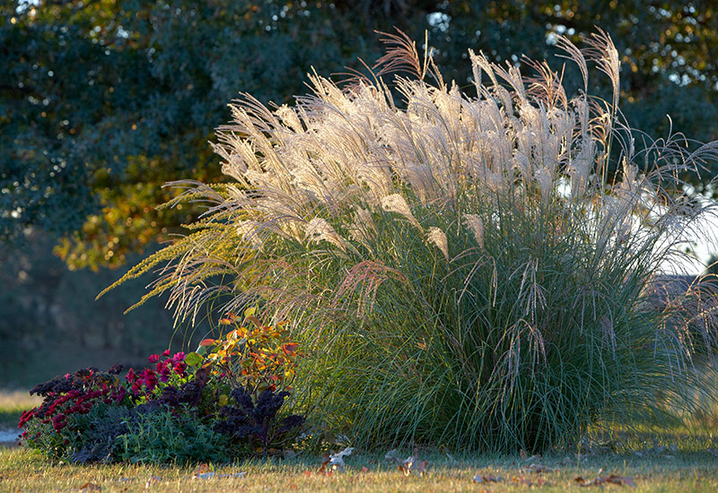 Identifying Different Species of Miscanthus