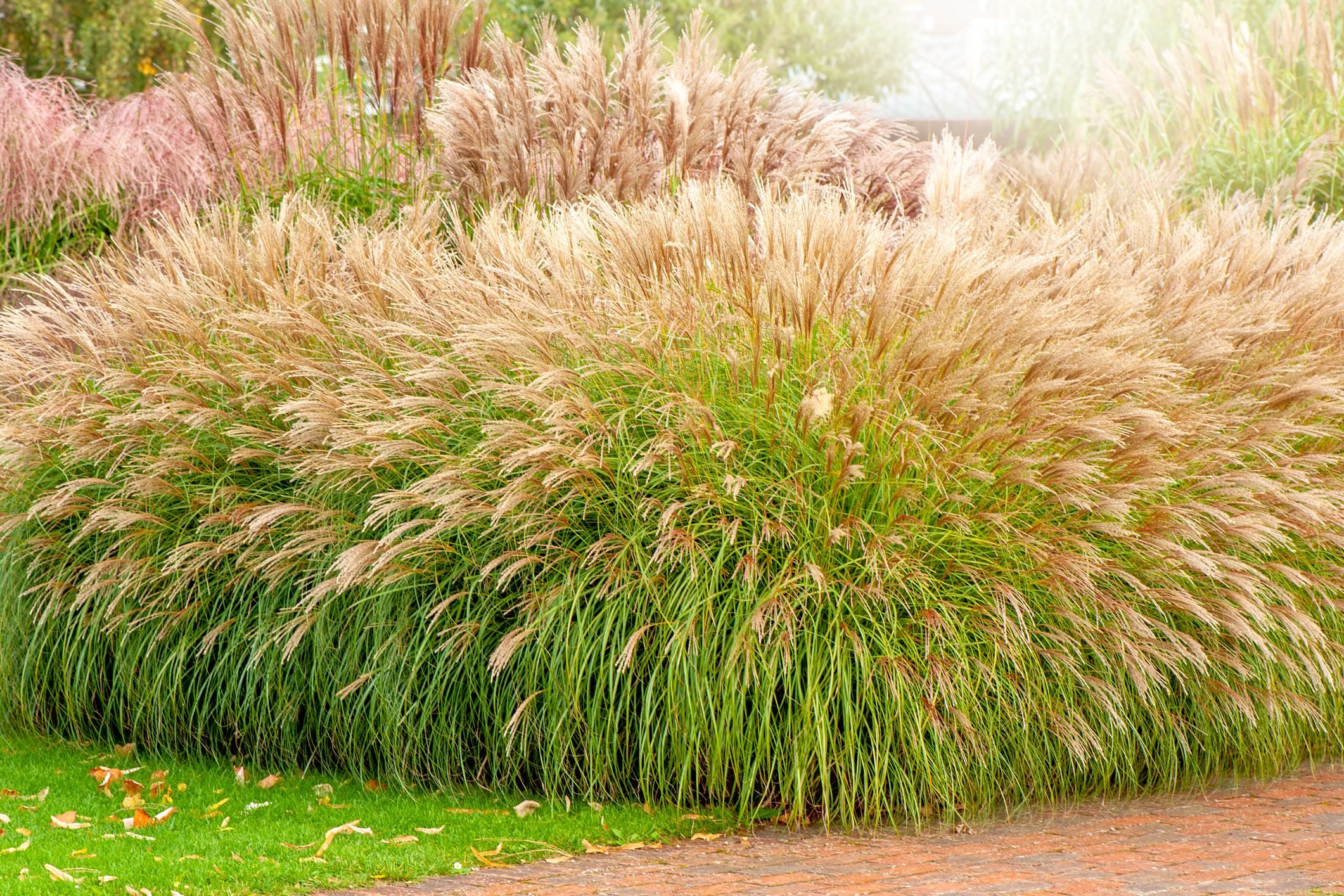Reasons to Cut Back Ornamental Grasses