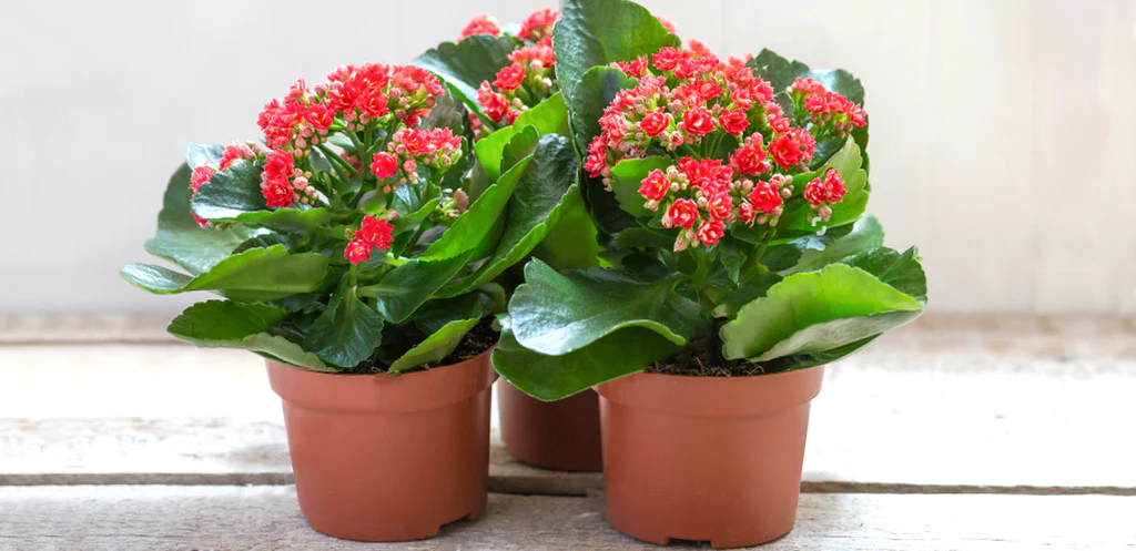 Selecting the Right Kalanchoe Plant