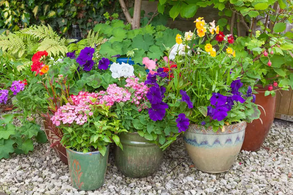 Types of Plants Suited to Different Planters