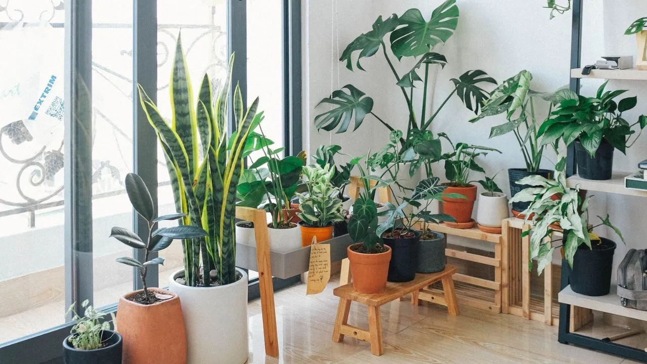 What are the limitations of indoor plants