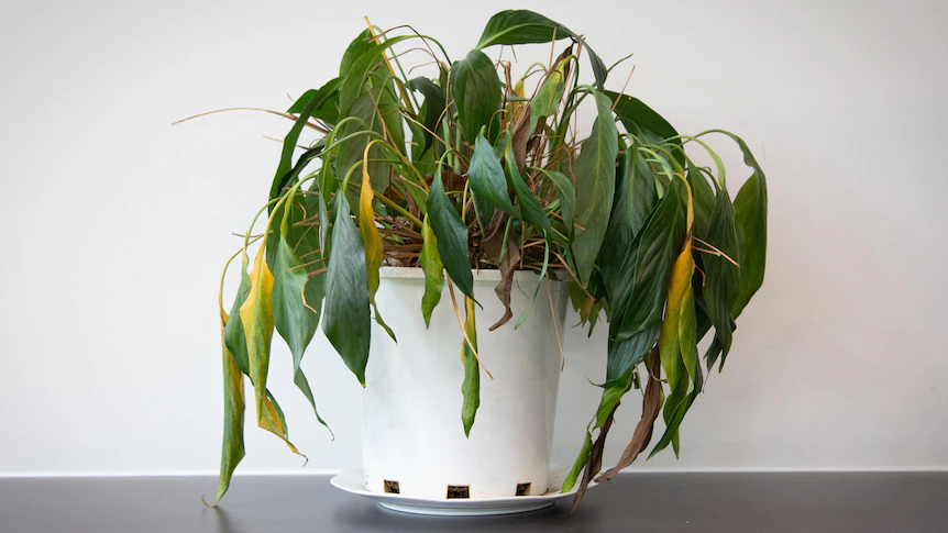 Why my indoor plants are dying