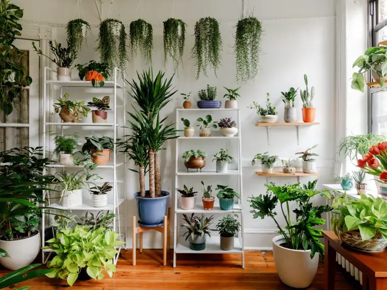 How do I keep my indoor plants green?