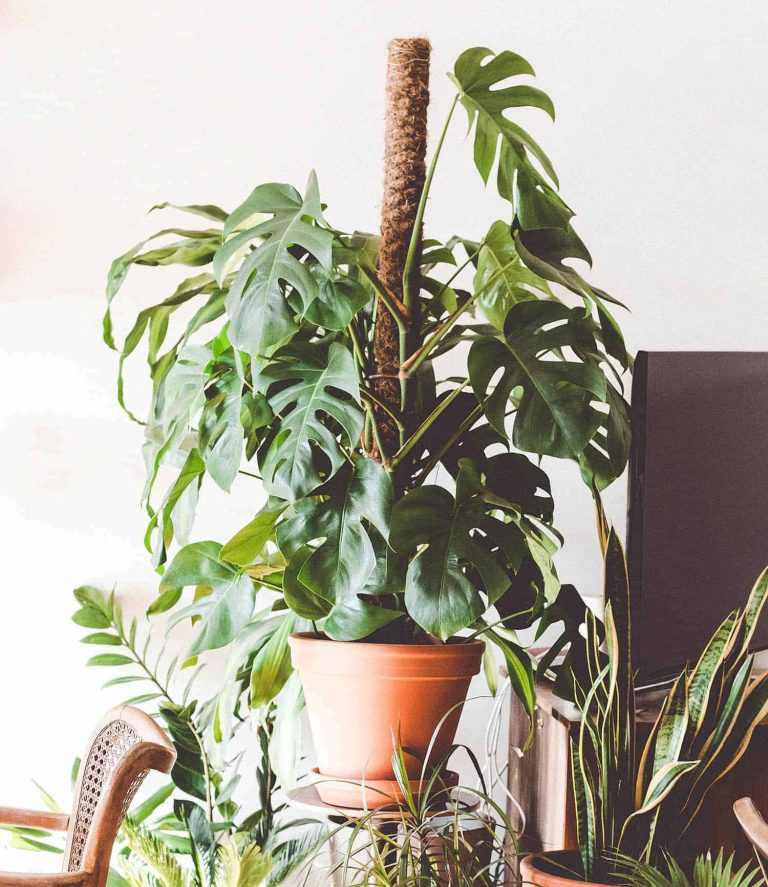 What is the best way for a monstera to grow?