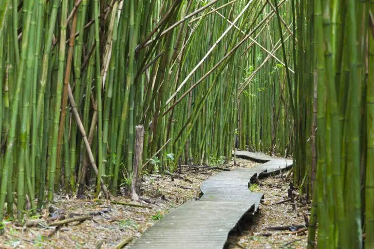 How do you make bamboo grow best?