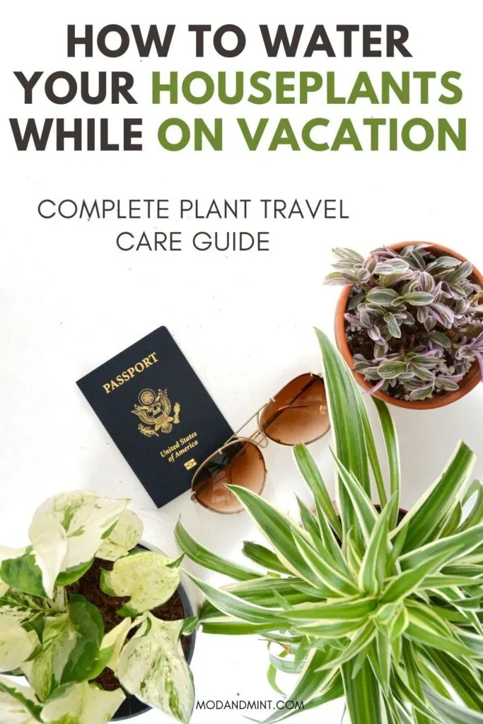 How do you take care of plant travel?