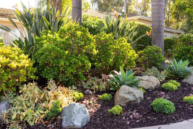 5 Tips for Landscaping on a Budget