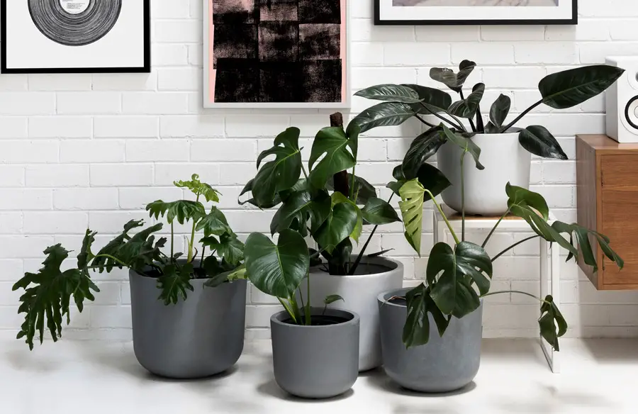 What is the best way to keep plants alive