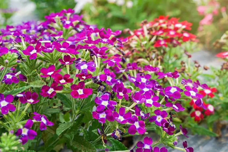 Choosing the Right Location for Verbena Plants