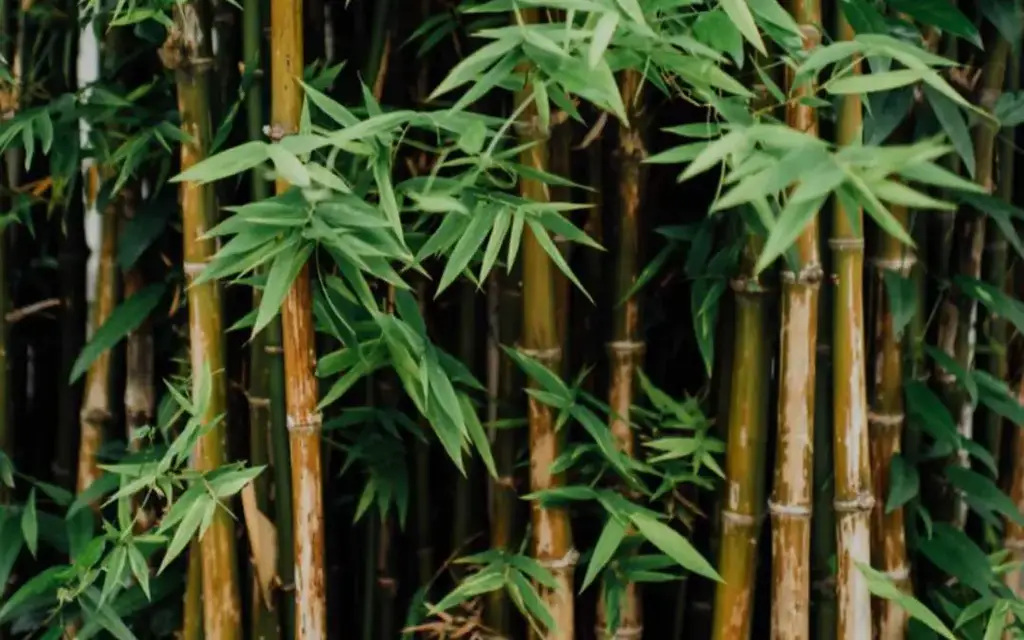 What is the best climate for growing bamboo