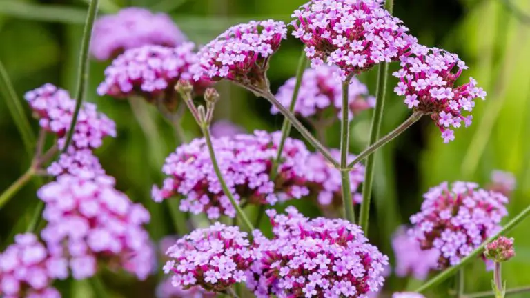 How to Grow and Care for Verbena Plants