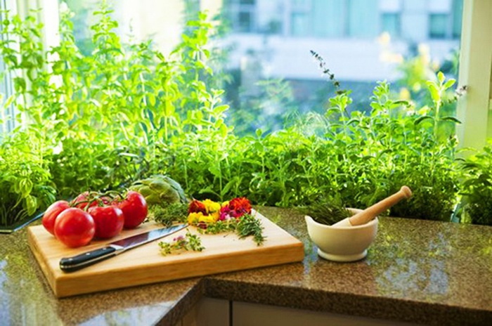 7 Steps To A Kitchen Garden In A Small Apartment
