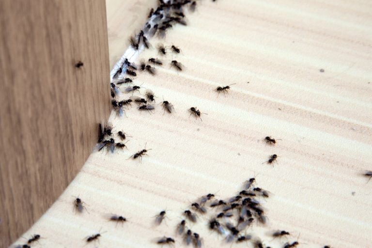 Will Sealing Cracks Prevent Ants?