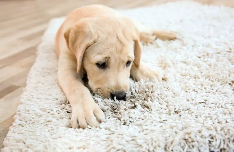 How To Get Pet Dander Out Of Carpet