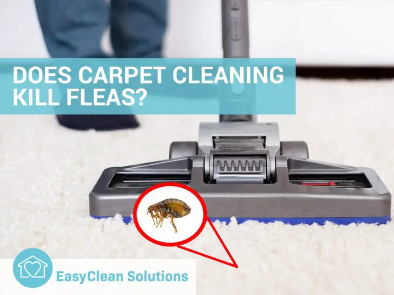 Will Carpet Shampoo Kill Fleas