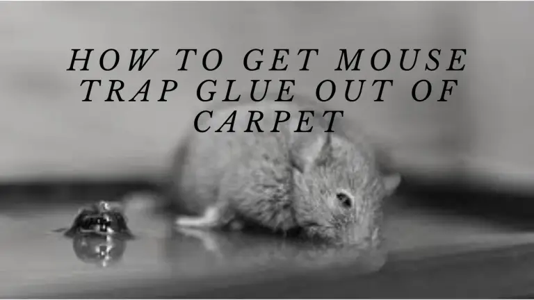How To Get Mouse Trap Glue Off Carpet