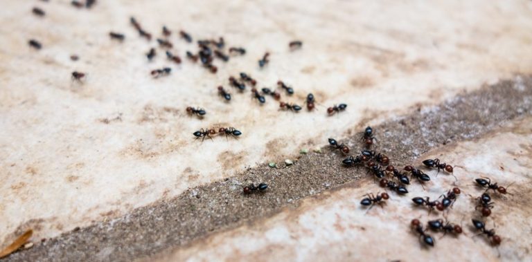 How To Get Rid Of Ants In House On Carpet