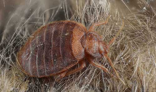 How To Treat Carpet For Bed Bugs