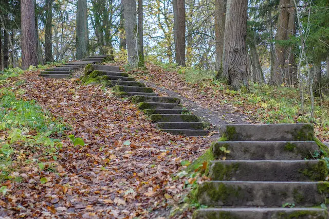 stairs-in-the-woods-pictures