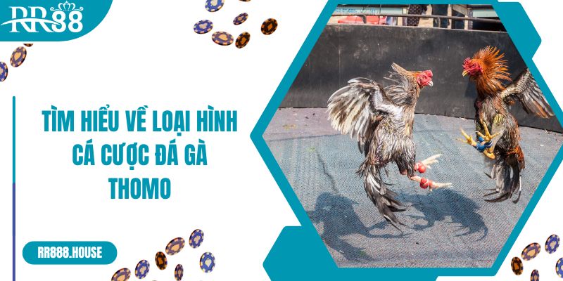 Tìm hiểu về loại hình cá cược đá gà Thomo thú vị