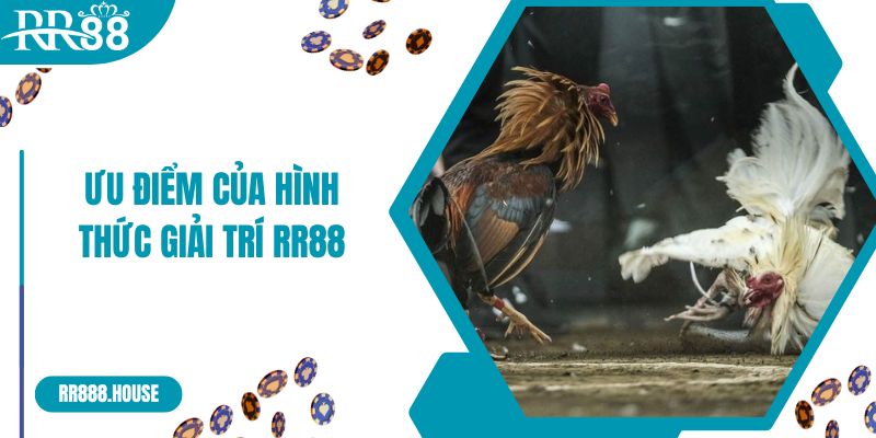 Ưu điểm của hình thức giải trí RR88 đá gà Thomo