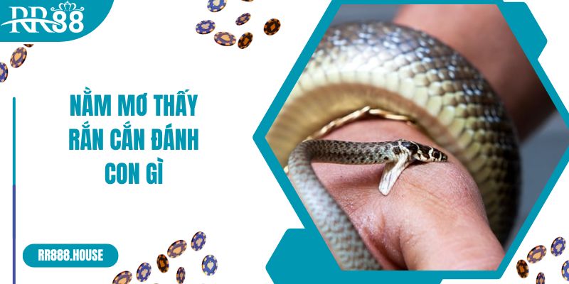 Nằm Mơ Thấy Rắn Cắn Đánh Con Gì Dễ Thắng Nhất?