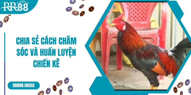 Chia sẻ cách chăm sóc và huấn luyện chiến kê vảy gà bạch đầu hổ