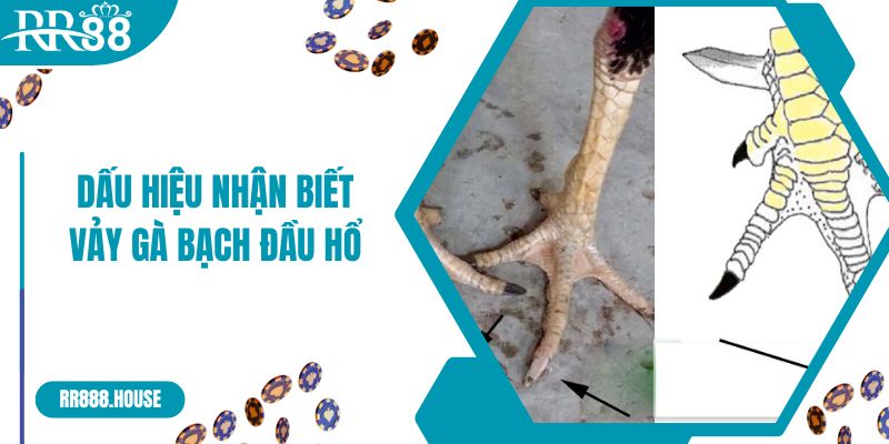 Dấu hiệu nhận biết vảy gà bạch đầu hổ