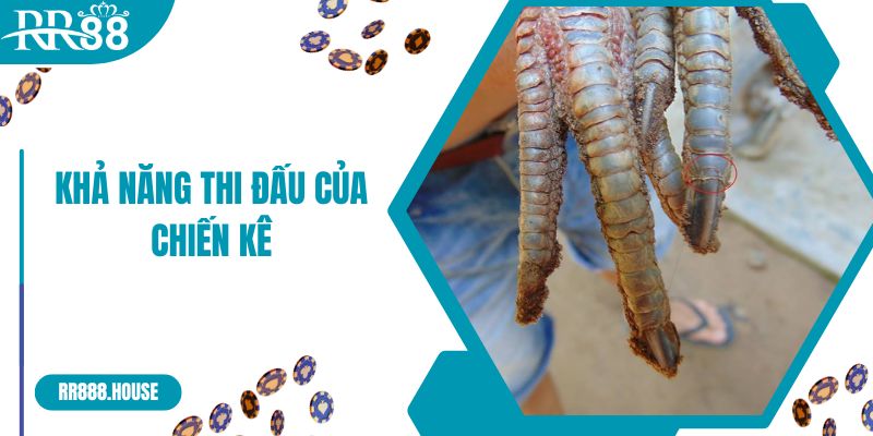 Khả năng thi đấu của chiến kê có vảy gà bạch đầu hổ