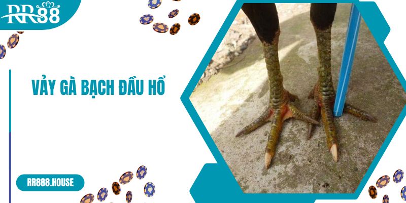 Vảy Gà Bạch Đầu Hổ - Nhận Biết Linh Kê Và Chăm Sóc Khoa Học